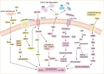 Energy metabolism and maternal-fetal tolerance working in decidualization